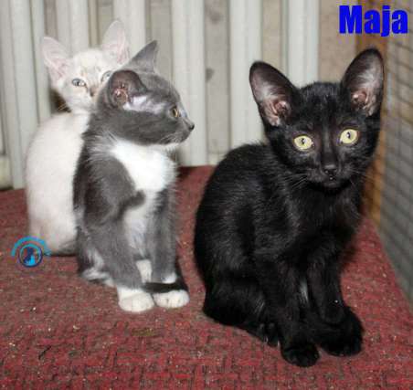 Nikolai/Katzen/Maja2/Kitten von Maja2Kopie.jpg